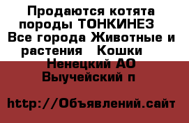 Продаются котята породы ТОНКИНЕЗ - Все города Животные и растения » Кошки   . Ненецкий АО,Выучейский п.